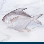 Salt Water Fish
