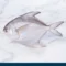White-Pomfret
