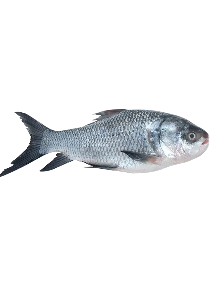 catla-padded-1788616086168 Catla Fish - Image 1