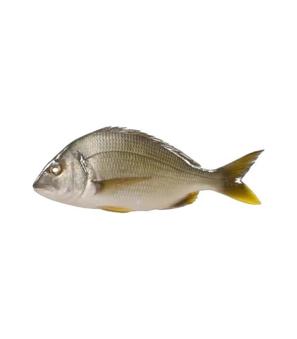 Dhandia Yellowfin (دھندیا یلو فن)