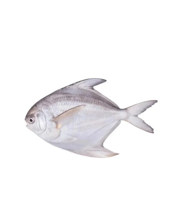 White Pomfret (وائٹ پاپلیٹ)