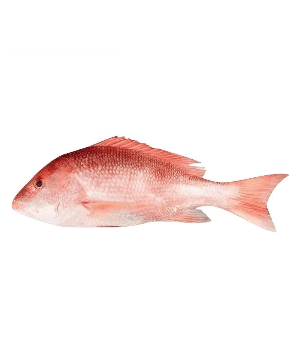 nobadge-29234-1788641842432 Red Snapper Heera (ریڈ اسنیپر ہیرا) - Image 1