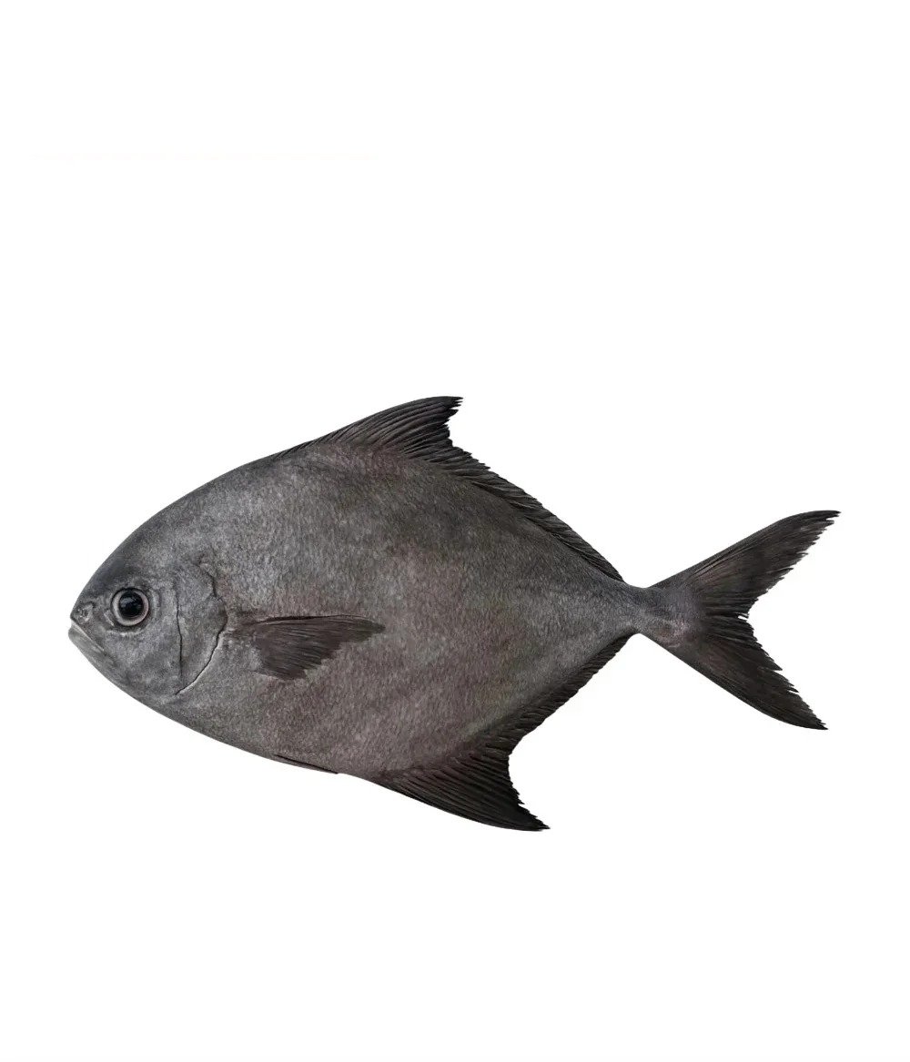 nobadge-29265-1788641782286 Black Pomfret (بلیک پاپلیٹ) - Image 1