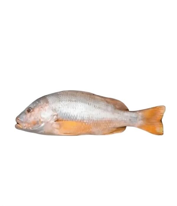 Heera Golden Snapper (ہیرا گولڈن اسنیپر)