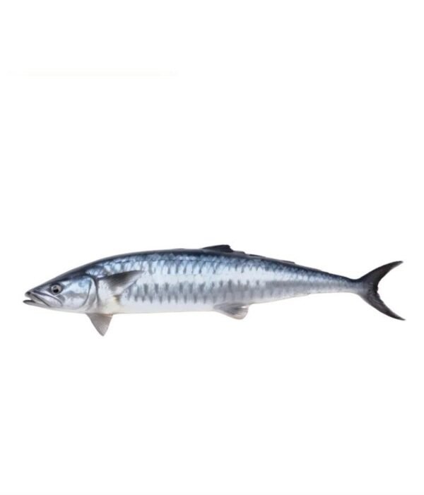 Surmai Kingfish (سرمئی کنگ فش)