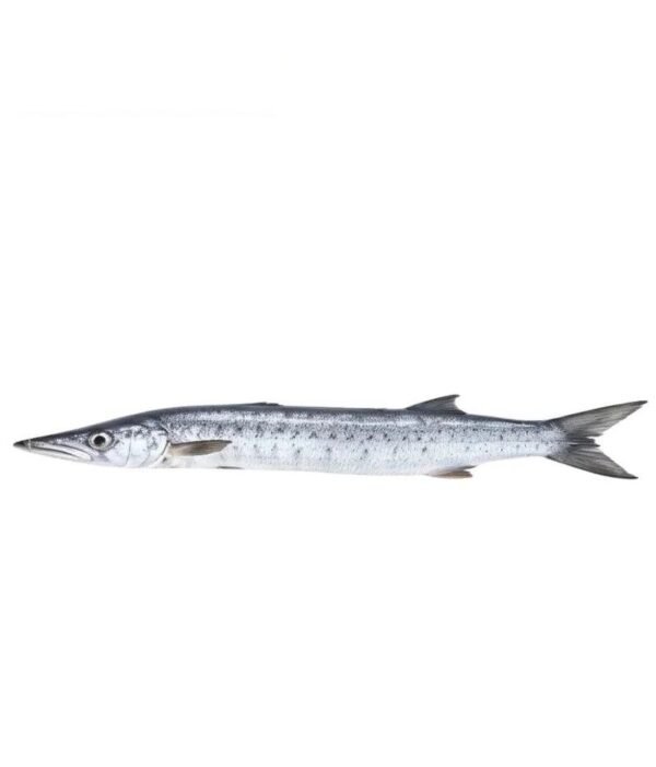 White Kund Barracuda (وائٹ کنڈ بیرا گٹا)