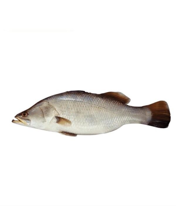 Dangri Barramundi (ڈانگری بارامونڈی)
