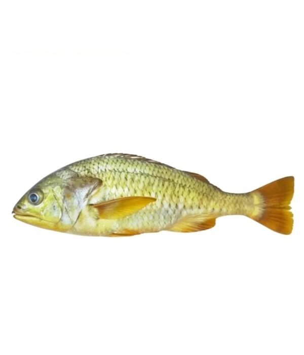 Dhotar (دھوتر)