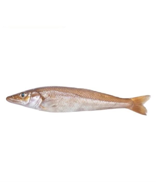 Ladyfish (لیڈی فش)