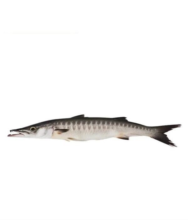 Black Kund Barracuda (بلیک کنڈ بیرا گٹا)