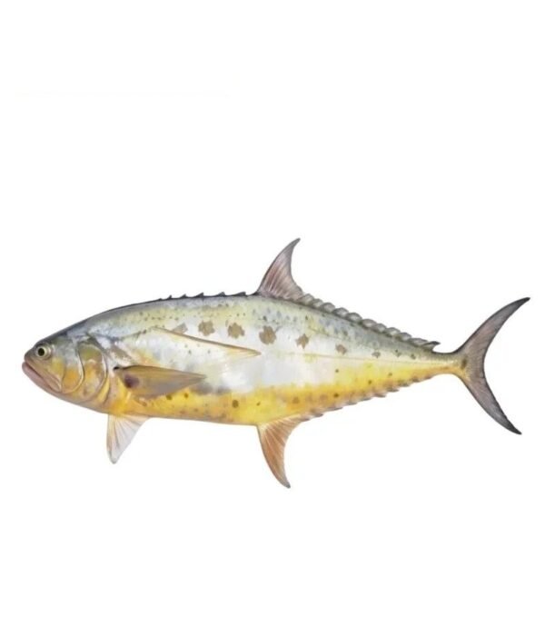 Saram Queenfish (سارم کوئین فش)