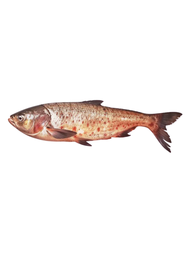 Silver Carp