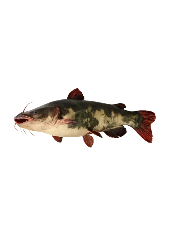Foji Kahga Fish