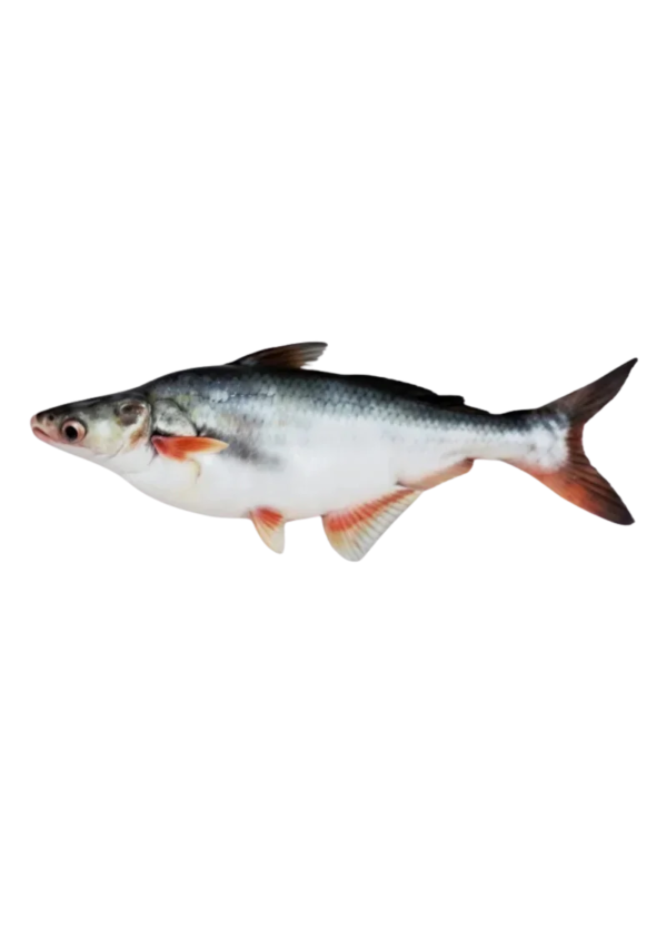 Pankaj Fish