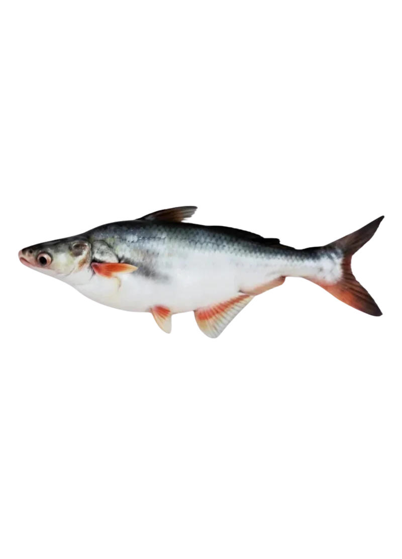 padded-29336-1788607293049 Pankaj Fish - Image 1