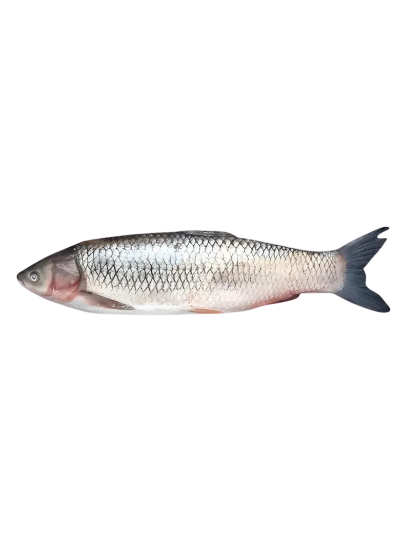 padded-29340-1788607064903 Mrigal Carp (Murathi) - Image 1
