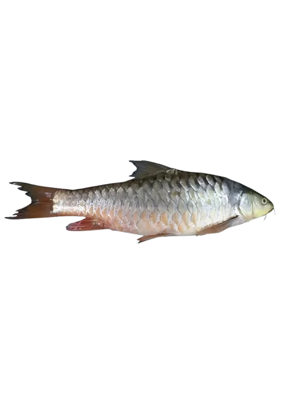 Mashair Fish