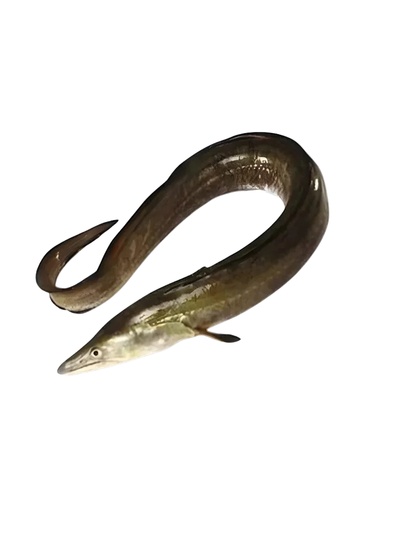 padded-29344-1788607276947 Conger Eel - Image 1