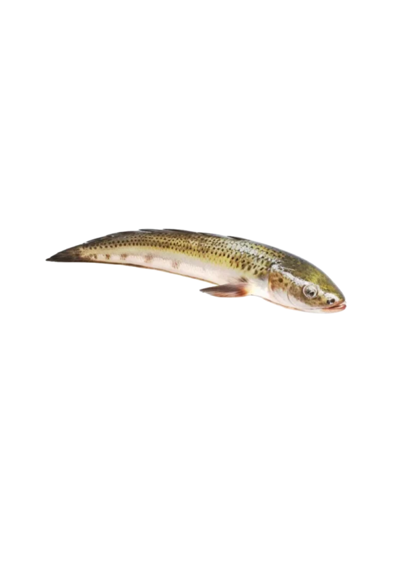 Sole Fish