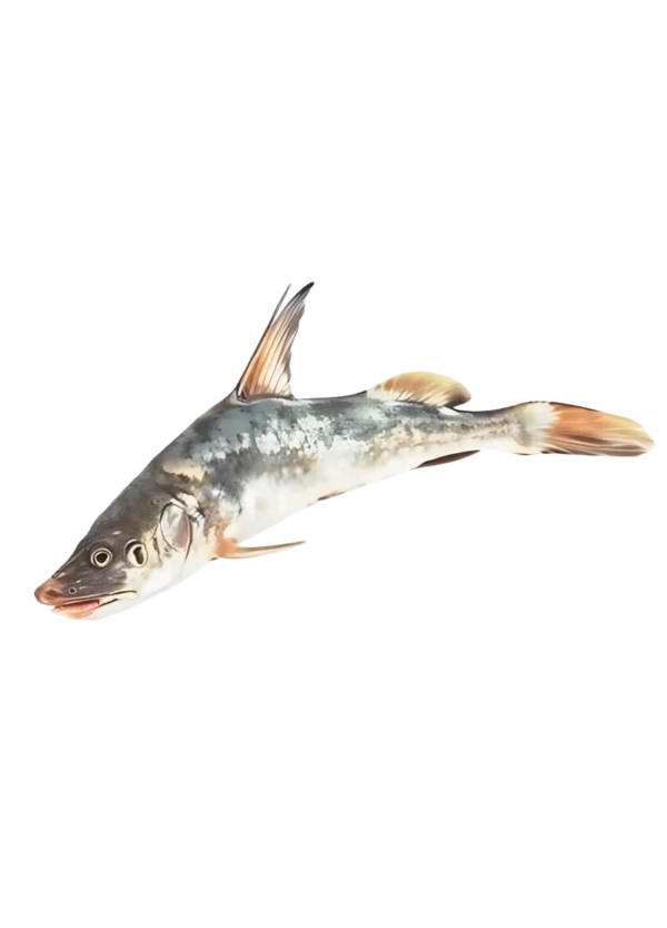 Cat Fish (Singhara)