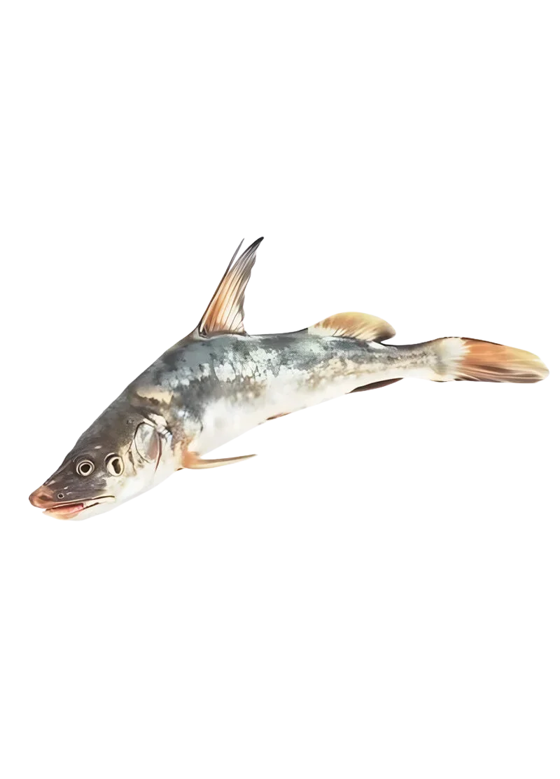 padded-29350-1788607268100 Cat Fish (Singhara) - Image 1