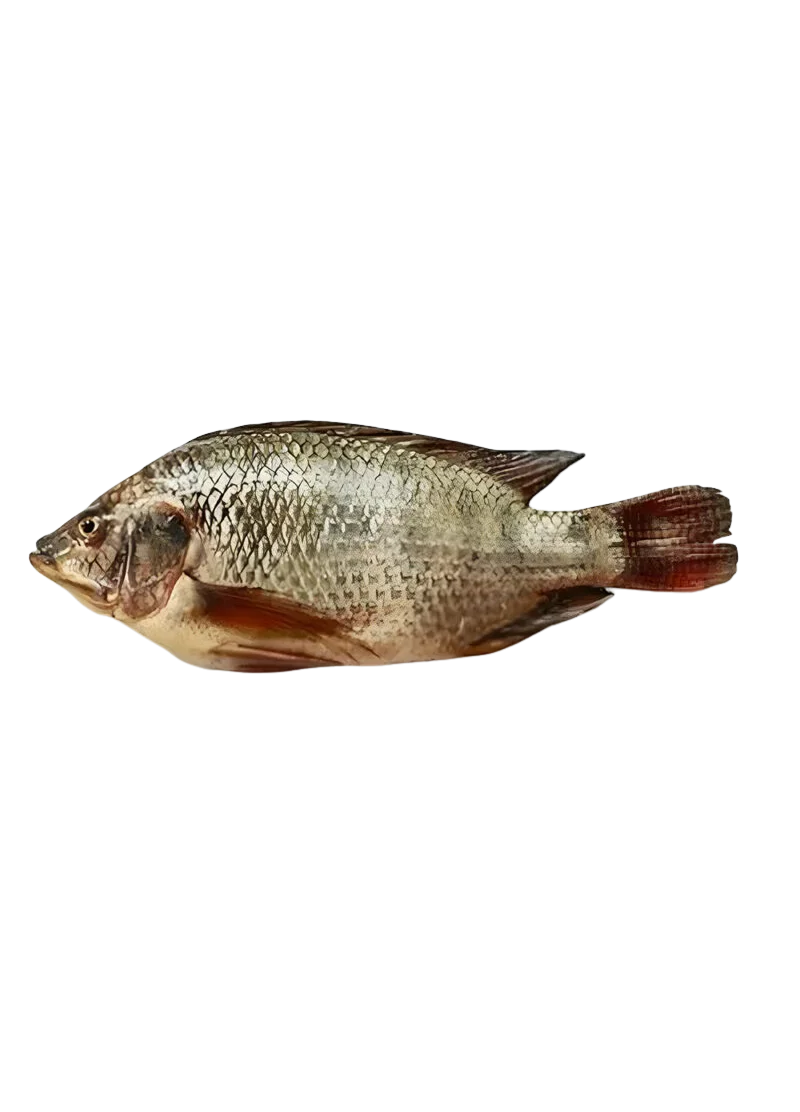 padded-29352-1788607036886 Tilapia - Image 1