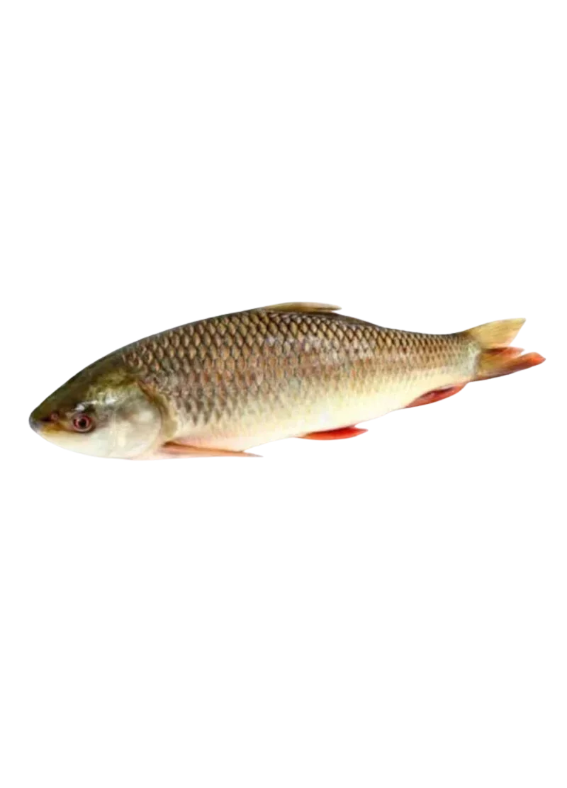 padded-29358-1788607254418 South Asian Fish - Image 1