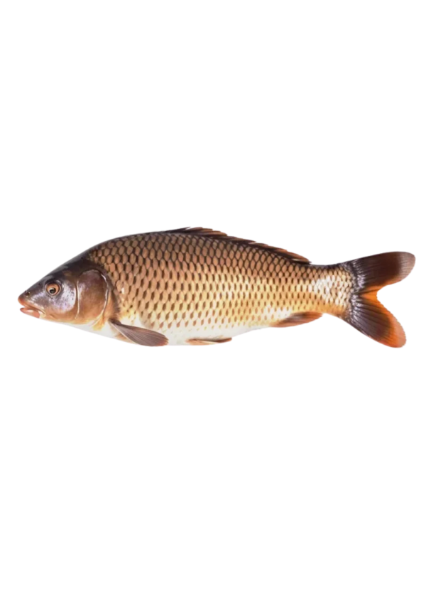 Common Carp (Gulfam Fish)