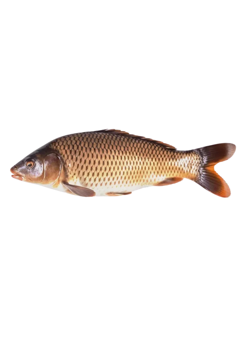 padded-29360-1788607249603 Common Carp (Gulfam Fish) - Image 1