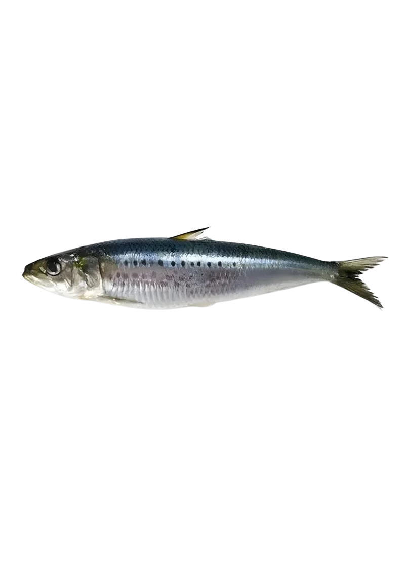 padded-29384-1788607240144 Sardine (لُوار مچھلی) - Image 1