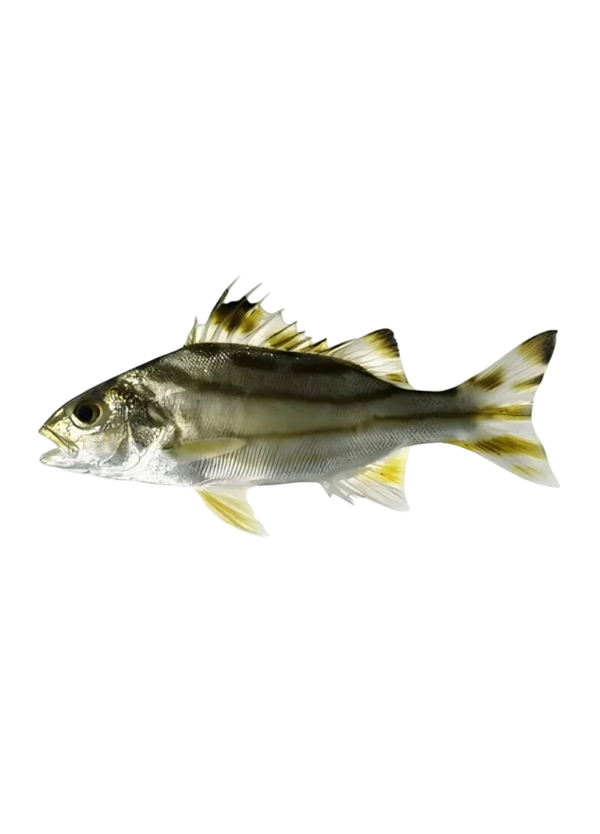 Terapon (گھنگھرا مچھلی)