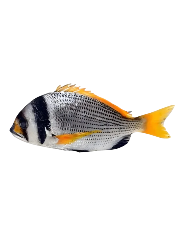 Bridled Bream (کیپٹن مچھلی)