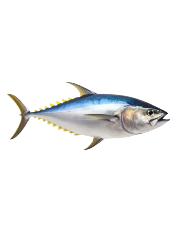 Tuna Fish | Yellow Fish Tuna | ٹونا پیلی پَکھ والی مچھلی