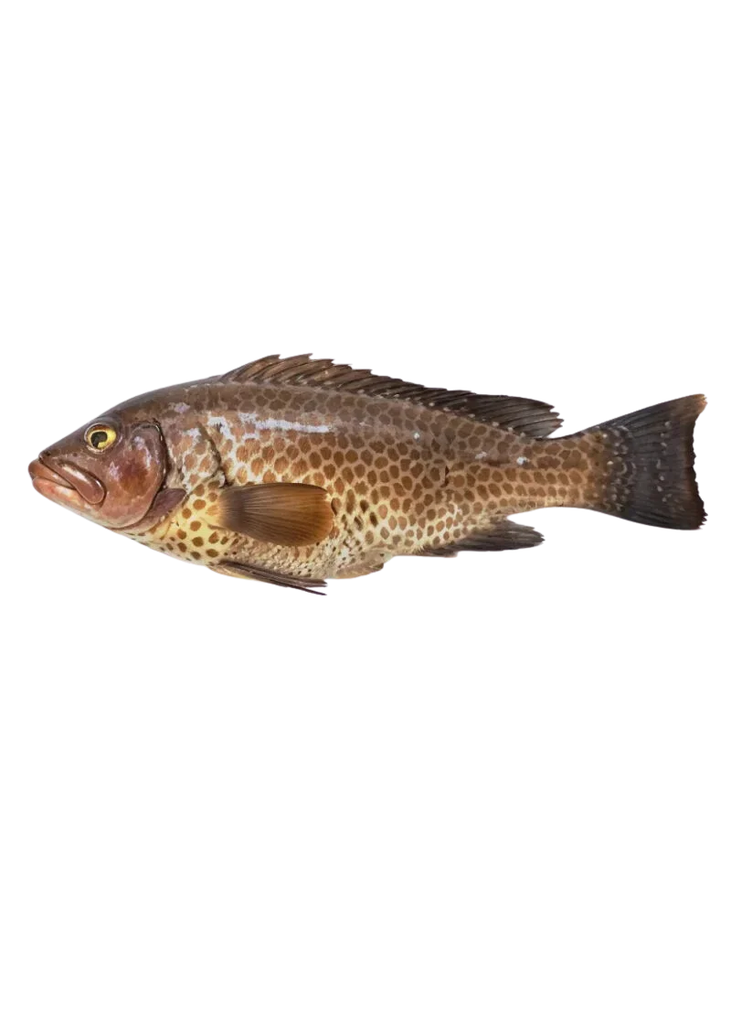 padded-29434-1788607175264 Grouper Fish (گِسر مچھلی) - Image 1