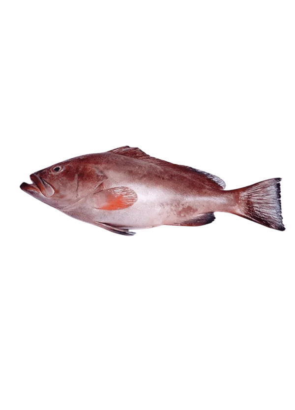 Reef Cod Fish | Dama Gihsar Fish (ڈاماگِسر مچھلی)