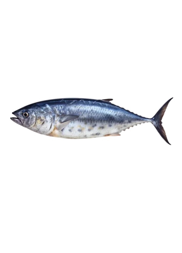 Tuna Dawan Fish (ٹونا داون مچھلی)
