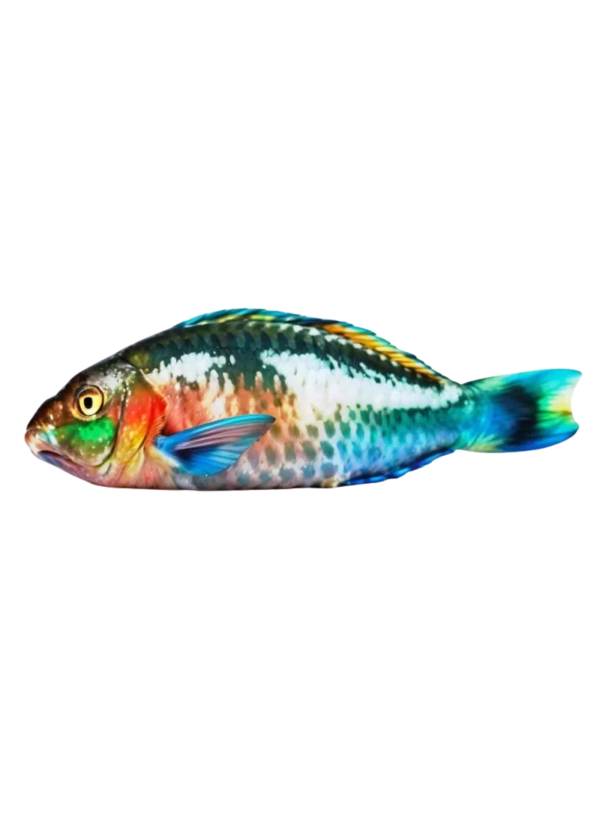 Parrot Fish (طوطا مچھلی)
