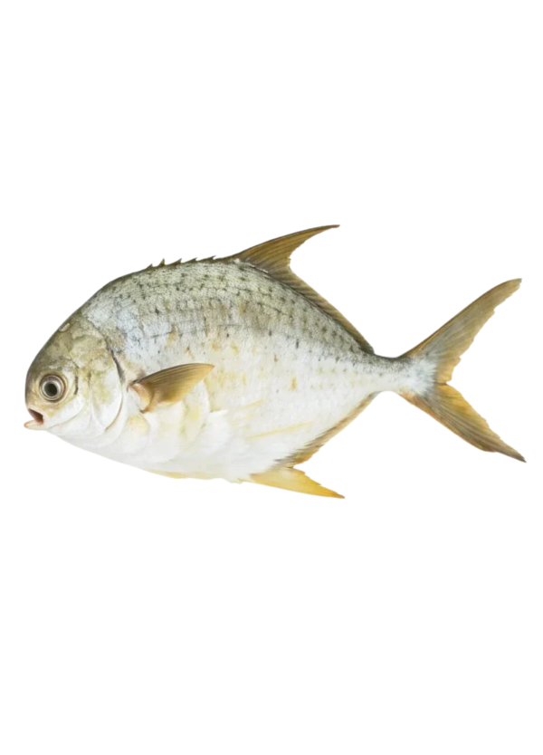 Pompano Fish (سوناف پاپلیٹ)