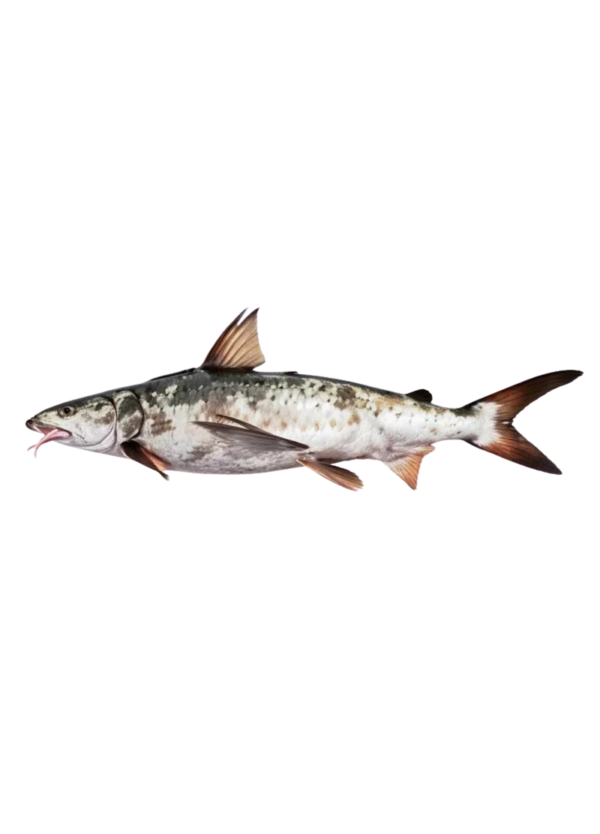 Khagga Fish (سنگھاڑا فش)