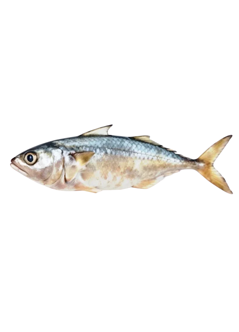 padded-29459-1788606956804 Bangra Fish | Indian Mackerel (بانگڑا مچھلی) - Image 1