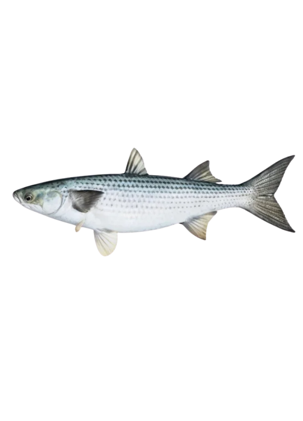 Bata Fish | Mullet Fish (باٹا مچھلی)