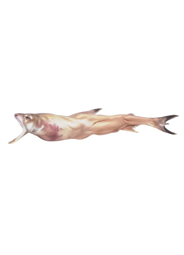 Bombay Duck Bombil (بومبل فش)