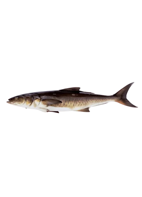 Cobia Fish (سَنگرا فش)