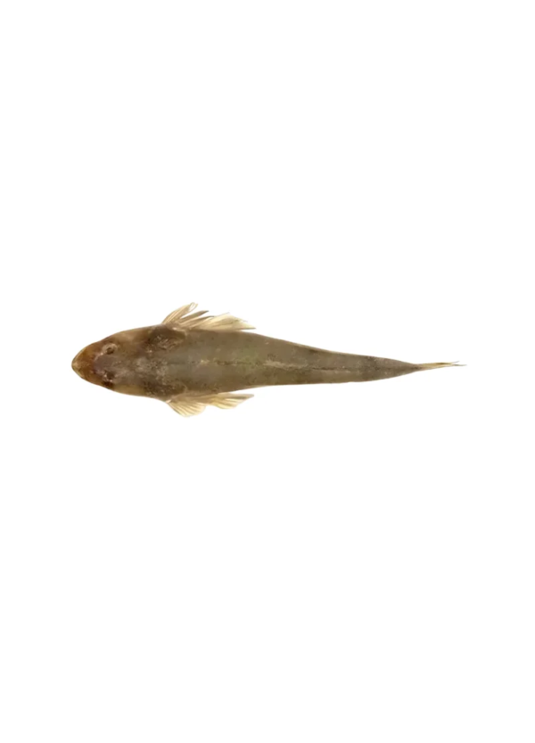 Flathead Fish (ککڑ مچھلی)