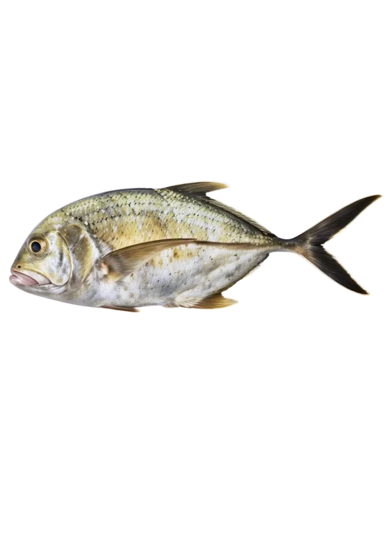 padded-29481-1788606908055 Giant Trevally Fish (پَتَل مچھلی) - Image 1