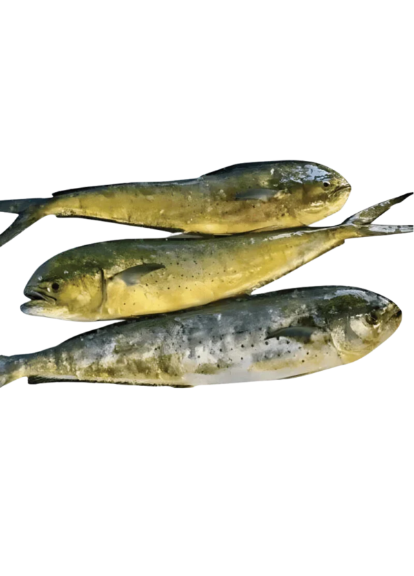 Mahi Mahi Fish (آمبروس فش)