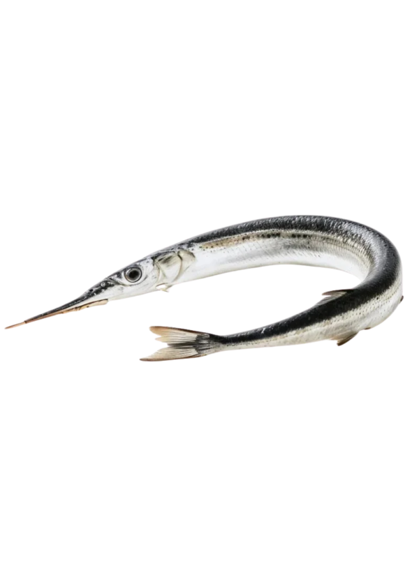 Needle Fish Kanghi (سُوا مچھلی)