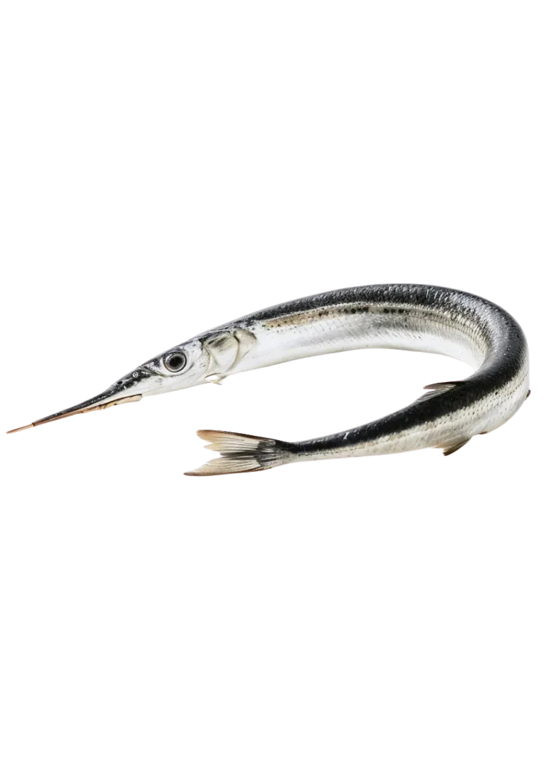 padded-29487-1788606894123 Needle Fish Kanghi (سُوا مچھلی) - Image 1