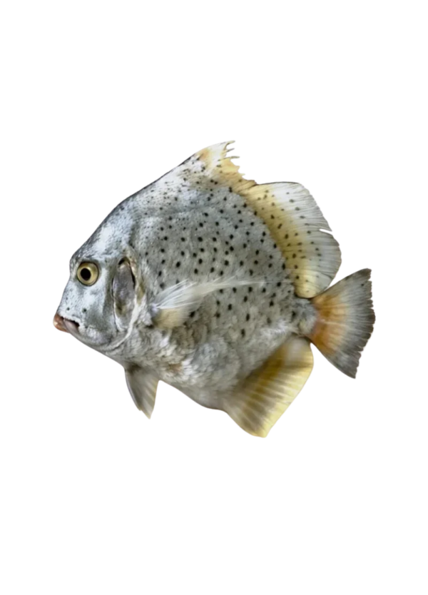 Scat (Kui) Fish (سکیٹ کوئی مچھلی)