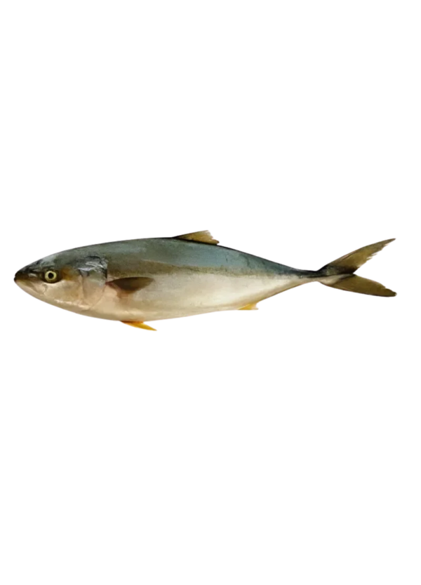 Amberjack | Safi Hemar Jack (سافی ہیمر جیک)